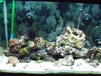 Click image for larger version

Name:	2010_0204fishtankphotos0011.jpg‎
Views:	244
Size:	184.9 KB
ID:	2574