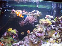 Click image for larger version

Name:	joyces 29gallon reef 041.jpg‎
Views:	263
Size:	212.1 KB
ID:	4550