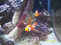 Click image for larger version

Name:	clown fish spawn 015.jpg‎
Views:	369
Size:	202.1 KB
ID:	4570