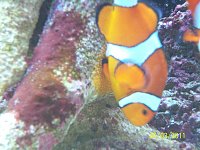 Click image for larger version

Name:	clown fish spawn 017.jpg‎
Views:	382
Size:	122.1 KB
ID:	4571