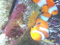 Click image for larger version

Name:	clown fish spawn 019.jpg‎
Views:	361
Size:	124.9 KB
ID:	4572