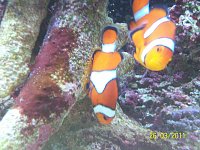 Click image for larger version

Name:	clown fish spawn 022.jpg‎
Views:	361
Size:	142.3 KB
ID:	4573