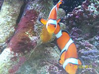 Click image for larger version

Name:	clown fish spawn 025.jpg‎
Views:	362
Size:	159.9 KB
ID:	4574
