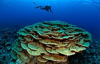 Click image for larger version

Name:	wicked big coral.jpg‎
Views:	391
Size:	62.4 KB
ID:	645