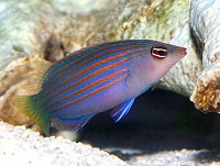 Click image for larger version

Name:	six line wrasse.jpg‎
Views:	443
Size:	32.8 KB
ID:	7821