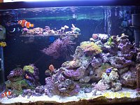 Click image for larger version

Name:	joyces 29gallon reef 031.jpg‎
Views:	282
Size:	203.7 KB
ID:	4549