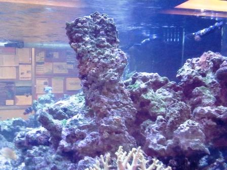 Name:  20140709_1933071.jpg
Views: 1358
Size:  41.5 KB