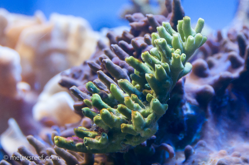 Name:  boring-algae-2.jpg
Views: 666
Size:  212.3 KB