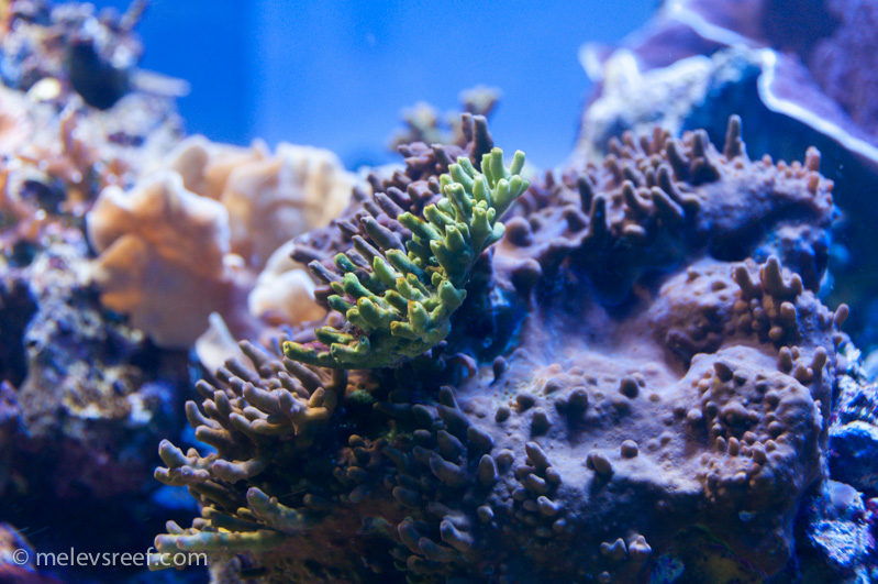 Name:  boring-algae.jpg
Views: 686
Size:  243.0 KB