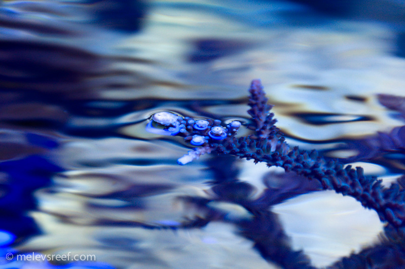 Name:  staghorn-growth-3.jpg
Views: 355
Size:  190.7 KB