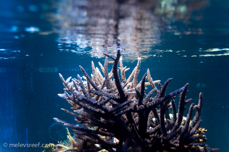 Name:  staghorn-growth-5.jpg
Views: 362
Size:  222.7 KB