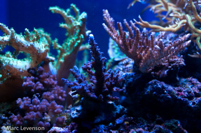 Name:  drews-corals-822.jpg
Views: 728
Size:  95.0 KB
