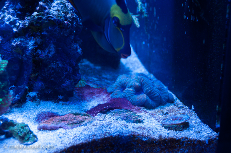 Name:  cyano.jpg
Views: 353
Size:  260.3 KB