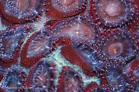 Click image for larger version

Name:	latenight-acans-feeding.jpg
Views:	266
Size:	104.4 KB
ID:	10274