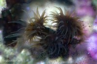 Click image for larger version

Name:	latenight-black-suncoral.jpg
Views:	258
Size:	256.1 KB
ID:	10275