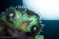 Click image for larger version

Name:	latenight-candycane-polyps.jpg
Views:	258
Size:	161.5 KB
ID:	10276