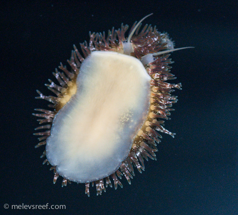 Name:  latenight-cowrie-on-glass.jpg
Views: 466
Size:  286.8 KB
