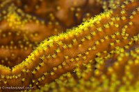 Click image for larger version

Name:	latenight-turbinaria-polyps.jpg
Views:	115
Size:	228.8 KB
ID:	10283