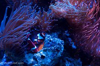 Click image for larger version

Name:	clown-eggs.jpg
Views:	239
Size:	94.6 KB
ID:	10284