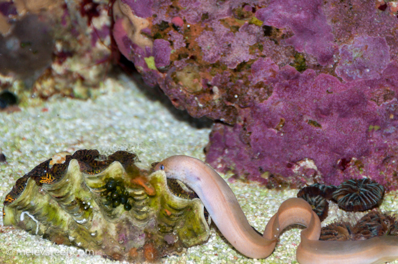 Name:  dwarf-eel-maxima.jpg
Views: 492
Size:  267.7 KB