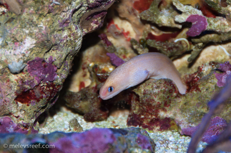 Name:  dwarf-eel.jpg
Views: 384
Size:  255.3 KB