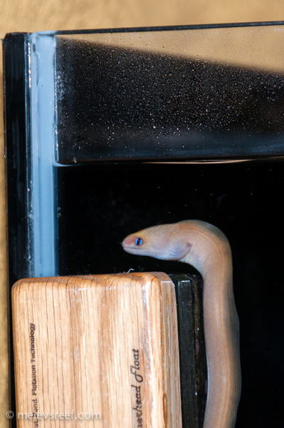 Name:  eel-vert.jpg
Views: 494
Size:  130.1 KB