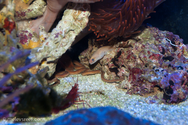 Name:  eels-2.jpg
Views: 484
Size:  179.3 KB