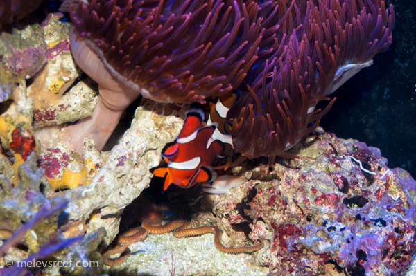 Name:  eels-3.jpg
Views: 498
Size:  214.7 KB