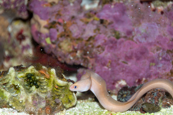 Name:  eels-5.jpg
Views: 495
Size:  145.3 KB