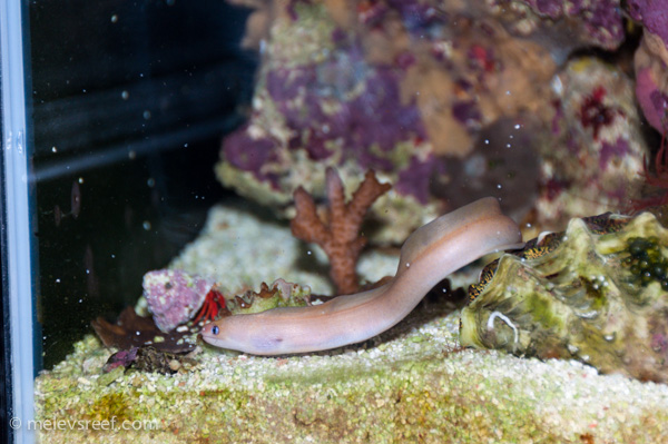 Name:  eels-6.jpg
Views: 375
Size:  150.4 KB