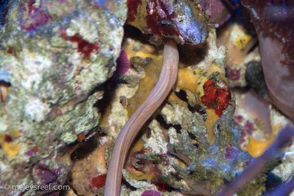 Name:  eels.jpg
Views: 504
Size:  176.7 KB