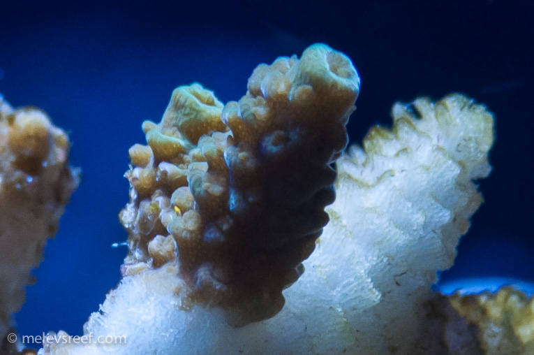 Name:  acro-life-2.jpg
Views: 1377
Size:  158.6 KB