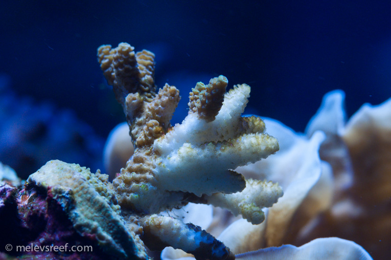 Name:  acro-life.jpg
Views: 2814
Size:  168.5 KB