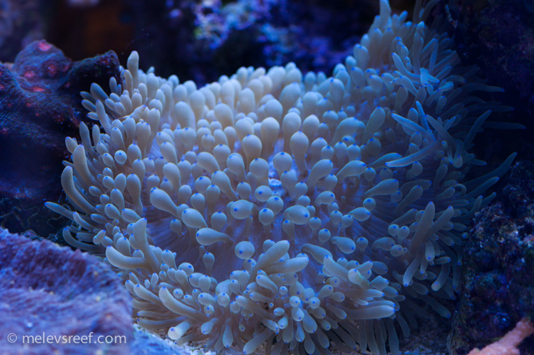 Name:  seabae-922.jpg
Views: 791
Size:  235.3 KB