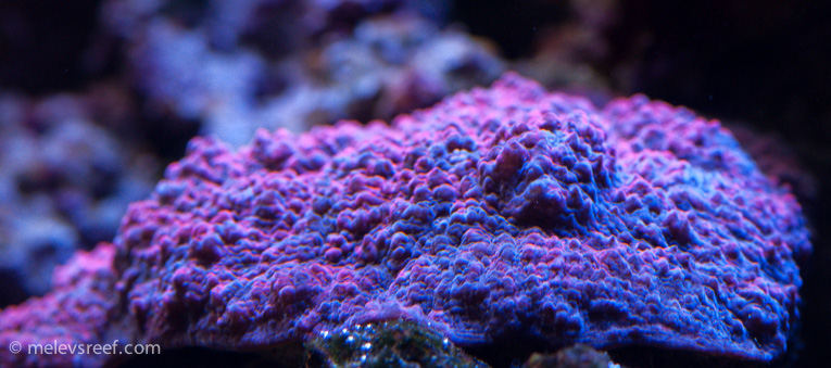 Name:  colors-92814-4.jpg
Views: 402
Size:  180.5 KB