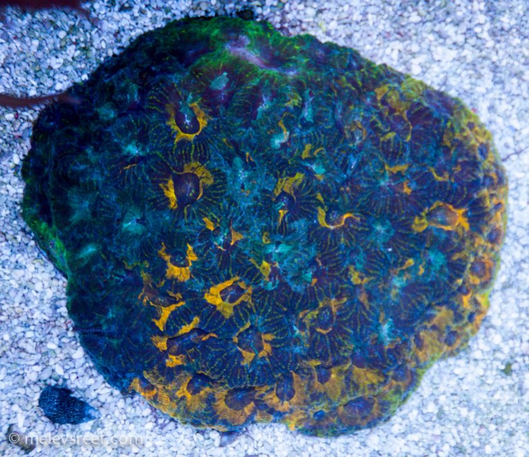 Name:  acan-echinata-td.jpg
Views: 566
Size:  143.0 KB