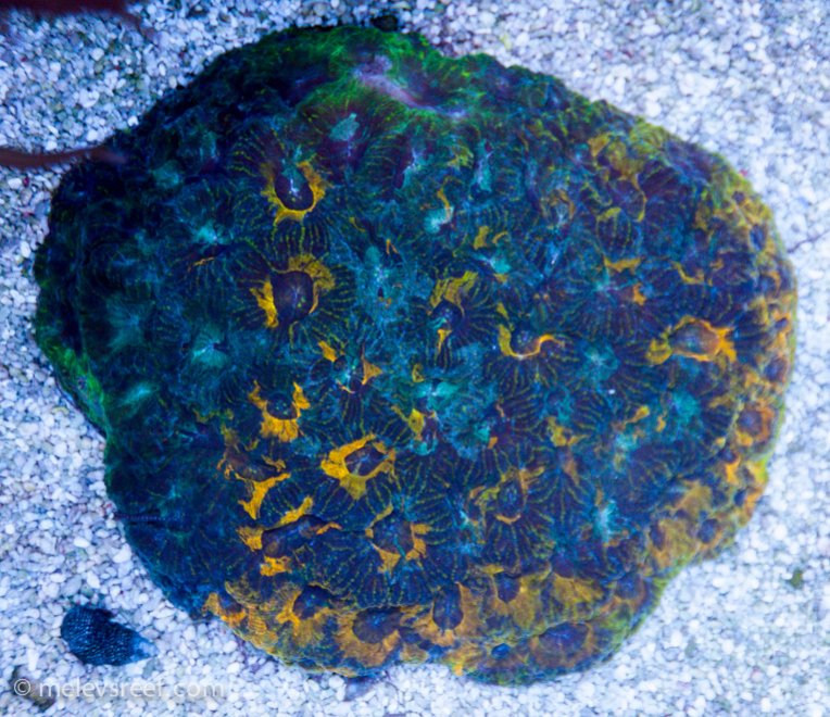 Name:  acan-echinata-td.jpg
Views: 466
Size:  143.0 KB