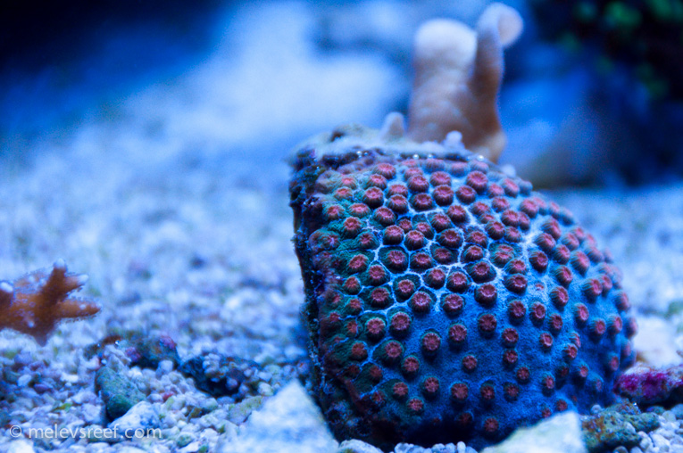 Name:  cyphastrea.jpg
Views: 424
Size:  246.1 KB