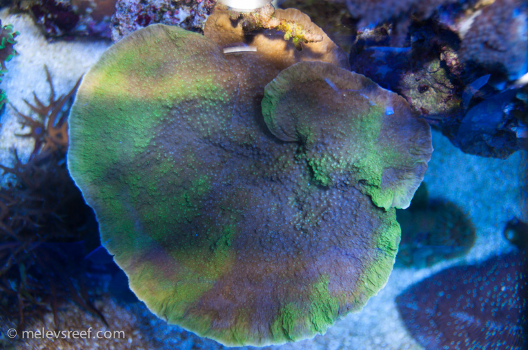 Name:  green-monti-100114.jpg
Views: 481
Size:  249.9 KB