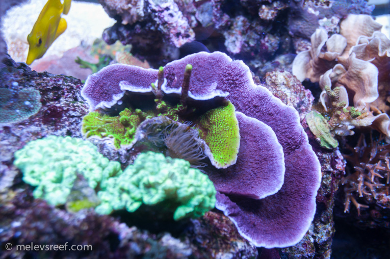 Name:  purple-scroll-monti.jpg
Views: 502
Size:  269.7 KB