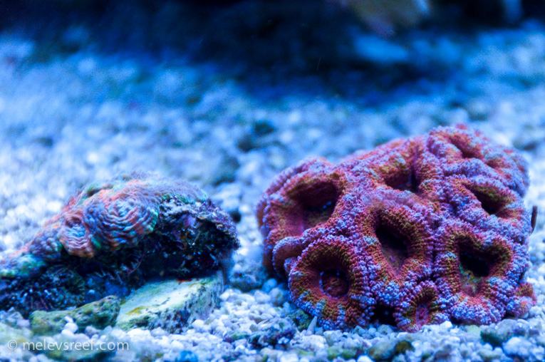 Name:  rainbow-acan.jpg
Views: 424
Size:  278.1 KB