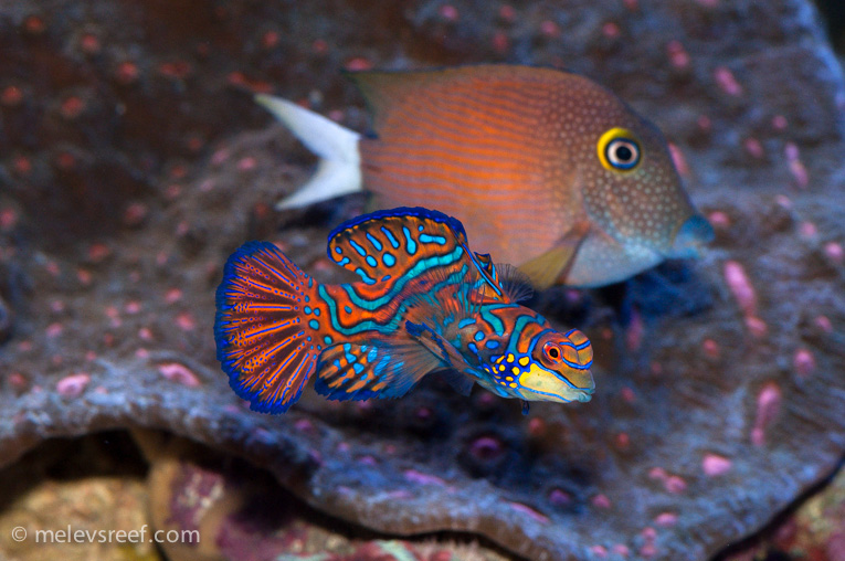 Name:  mandarin-n-kole.jpg
Views: 2375
Size:  218.5 KB