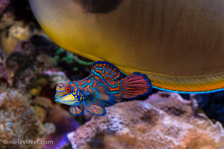 Name:  mandarin-vs-bigger-fish.jpg
Views: 687
Size:  212.2 KB