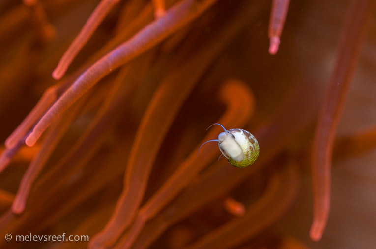 Name:  collonista-snail.jpg
Views: 578
Size:  137.8 KB