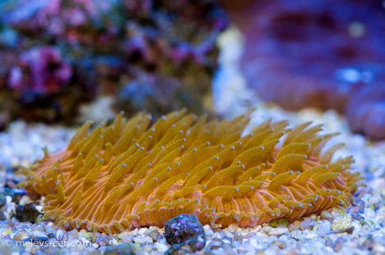 Name:  orange-plate-o.jpg
Views: 622
Size:  223.8 KB