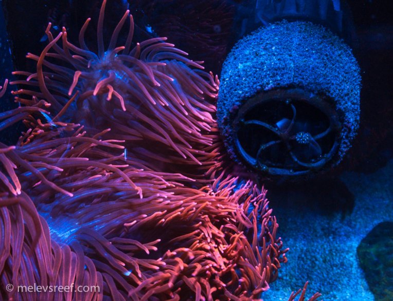 Name:  sponge-vs-anemone.jpg
Views: 548
Size:  104.9 KB