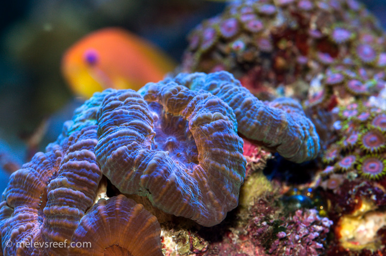 Name:  lobo-lightroom.jpg
Views: 568
Size:  248.8 KB