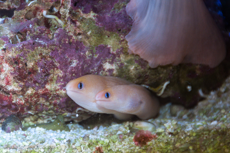 Name:  eels-together.jpg
Views: 915
Size:  228.4 KB