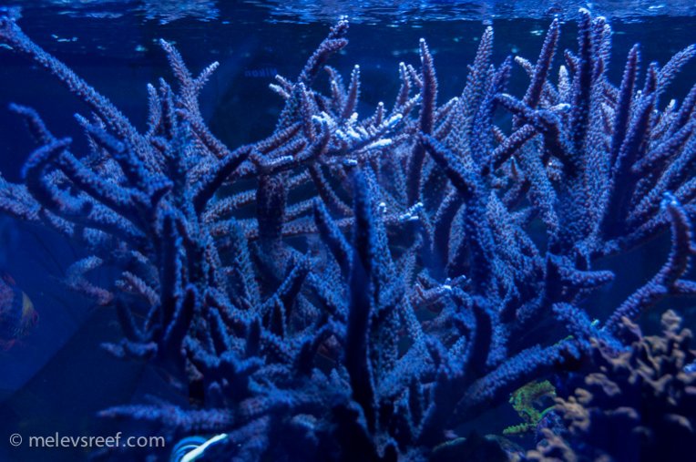 Name:  staghorn-patch-1004.jpg
Views: 558
Size:  95.3 KB