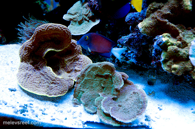 Name:  turbinaria-monti-tang.jpg
Views: 575
Size:  285.9 KB